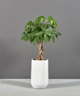 Hayden Tapered Round Outdoor Restaurant Planter