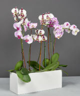 Tupelo Rectangle Outdoor Restaurant Tabletop Planter