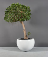 Tarragona Bowl Outdoor Restaurant Planter