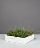 Ondara Square Outdoor Restaurant Tabletop Planter